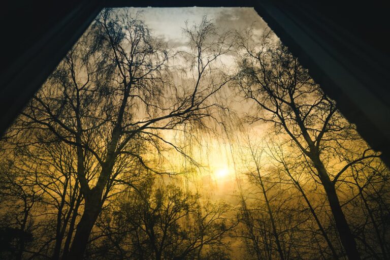 A captivating view of trees silhouetted by the golden sunrise, creating a moody forest scene.